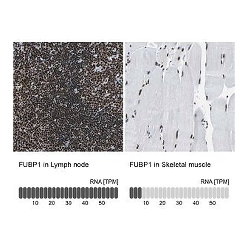 Merck Anti-FUBP1 antibody produced in rabbit