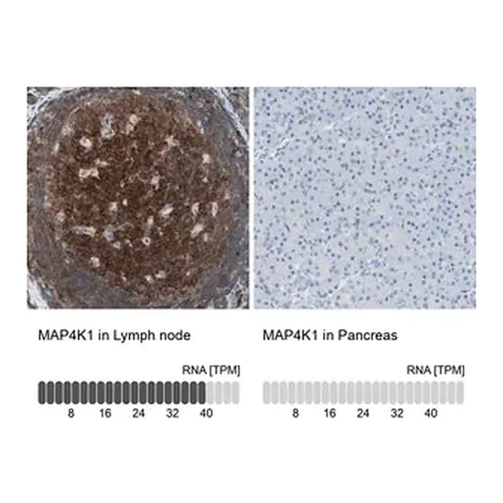 Merck Anti-MAP4K1 antibody produced in rabbit