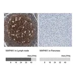 Merck Anti-MAP4K1 antibody produced in rabbit
