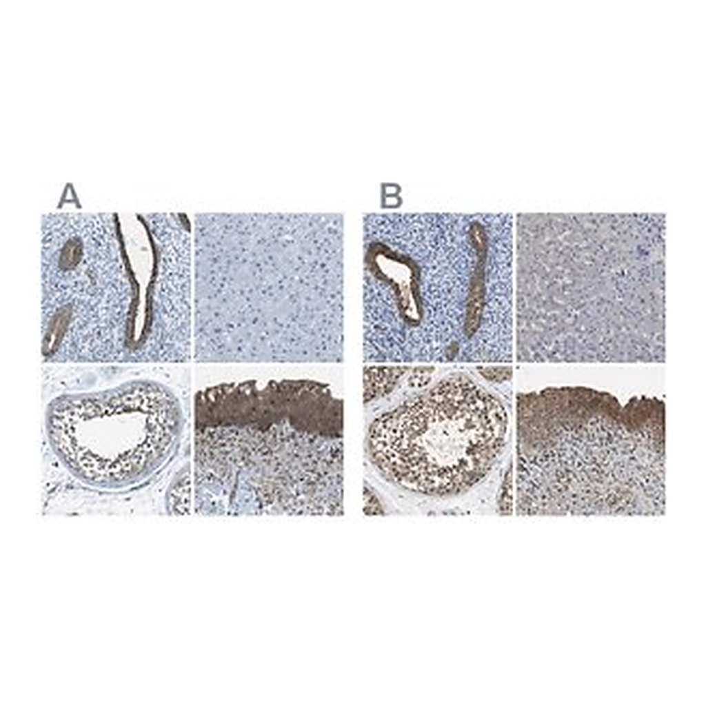 Merck Anti-TES antibody produced in rabbit