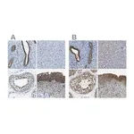 Merck Anti-TES antibody produced in rabbit