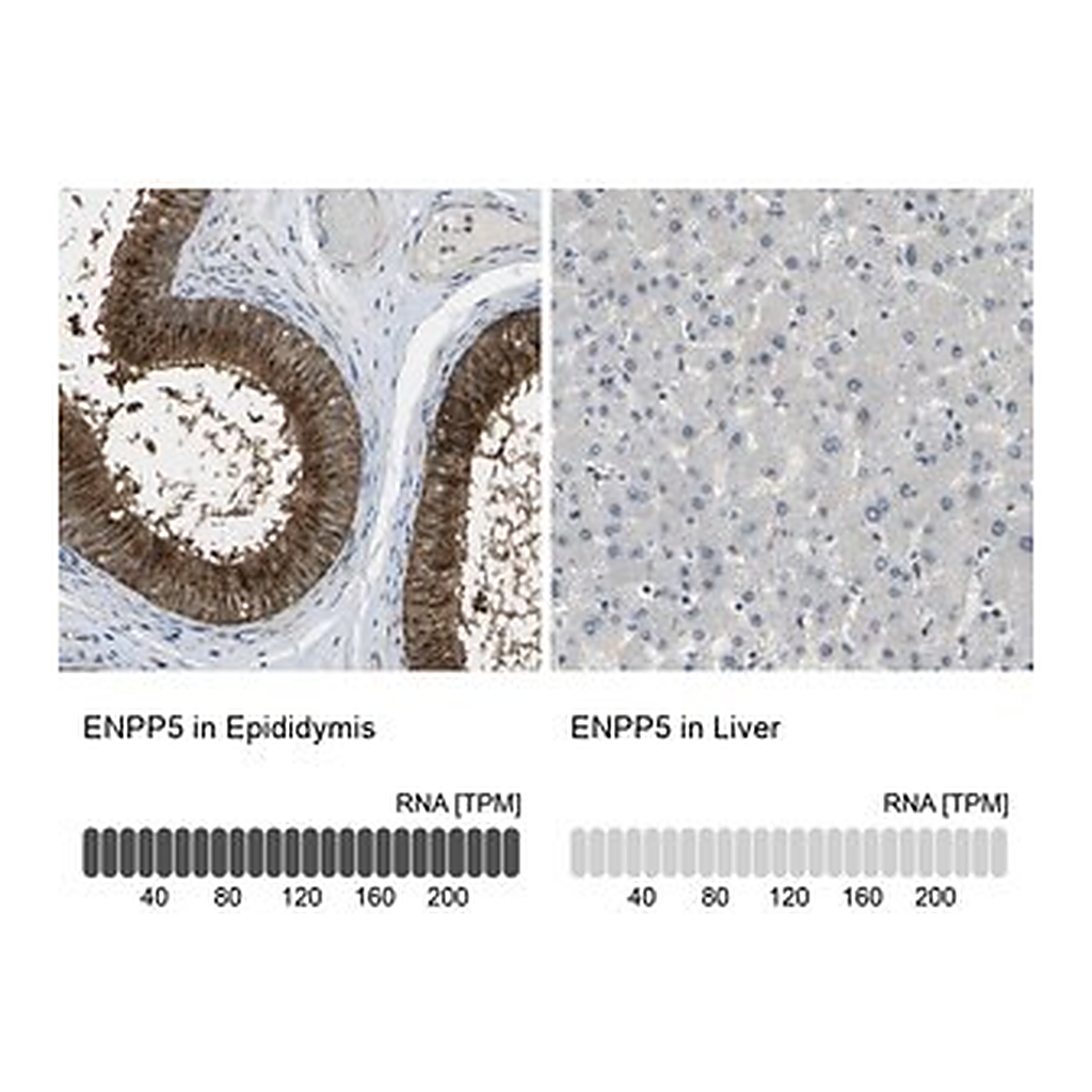 Merck Anti-ENPP5 antibody produced in rabbit