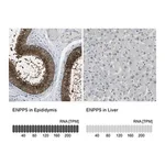 Merck Anti-ENPP5 antibody produced in rabbit