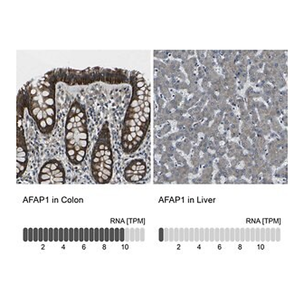 Merck Anti-AFAP1 antibody produced in rabbit