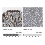 Merck Anti-AFAP1 antibody produced in rabbit