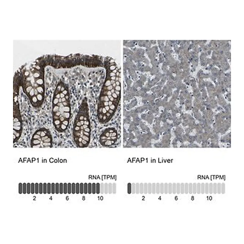 Merck Anti-AFAP1 antibody produced in rabbit