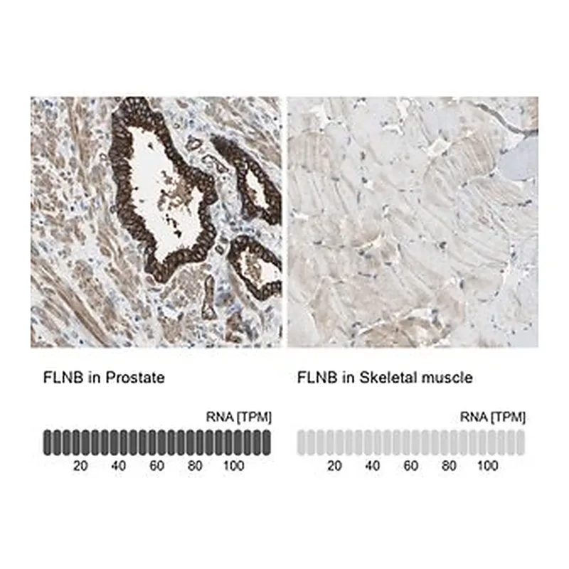 Merck Anti-FLNB antibody produced in rabbit