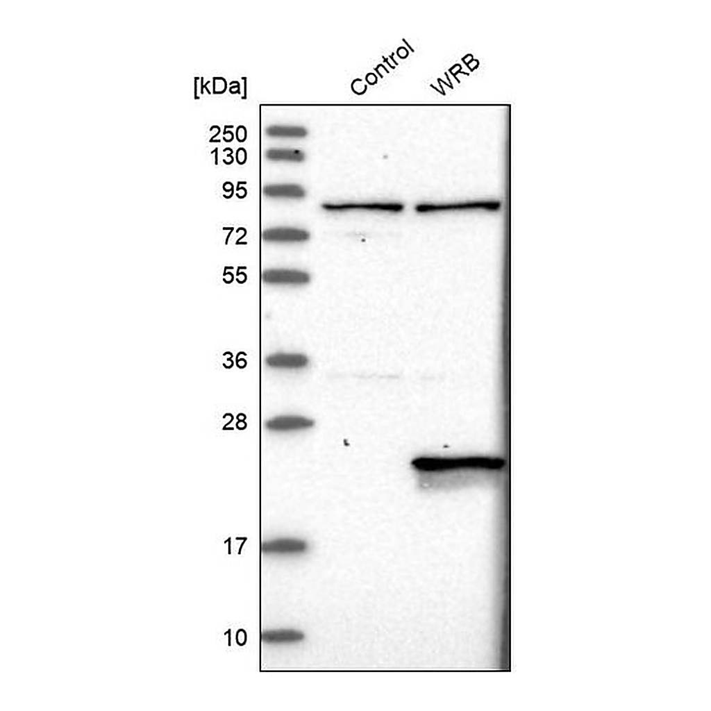 Merck Anti-WRB antibody produced in rabbit