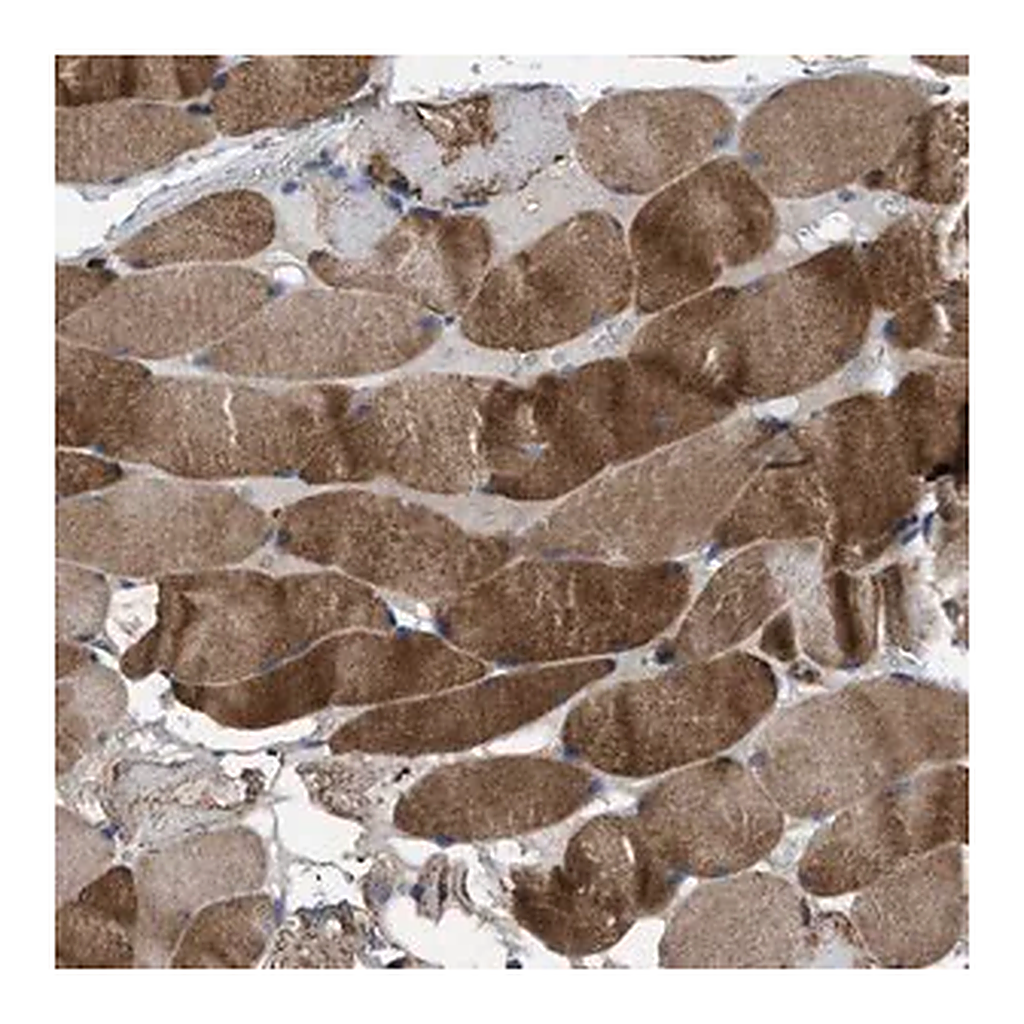 Merck Anti-USP25 antibody produced in rabbit