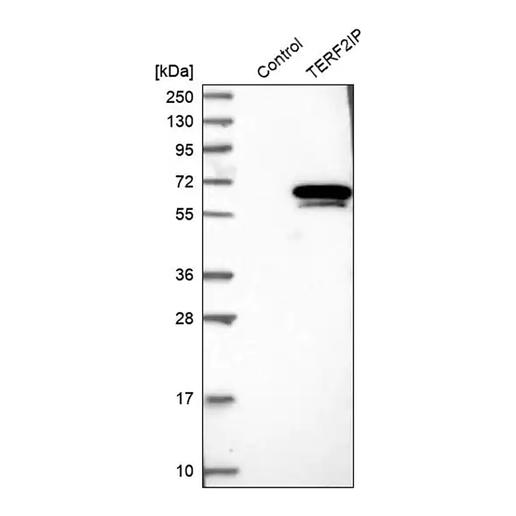 Merck Anti-TERF2IP antibody produced in rabbit