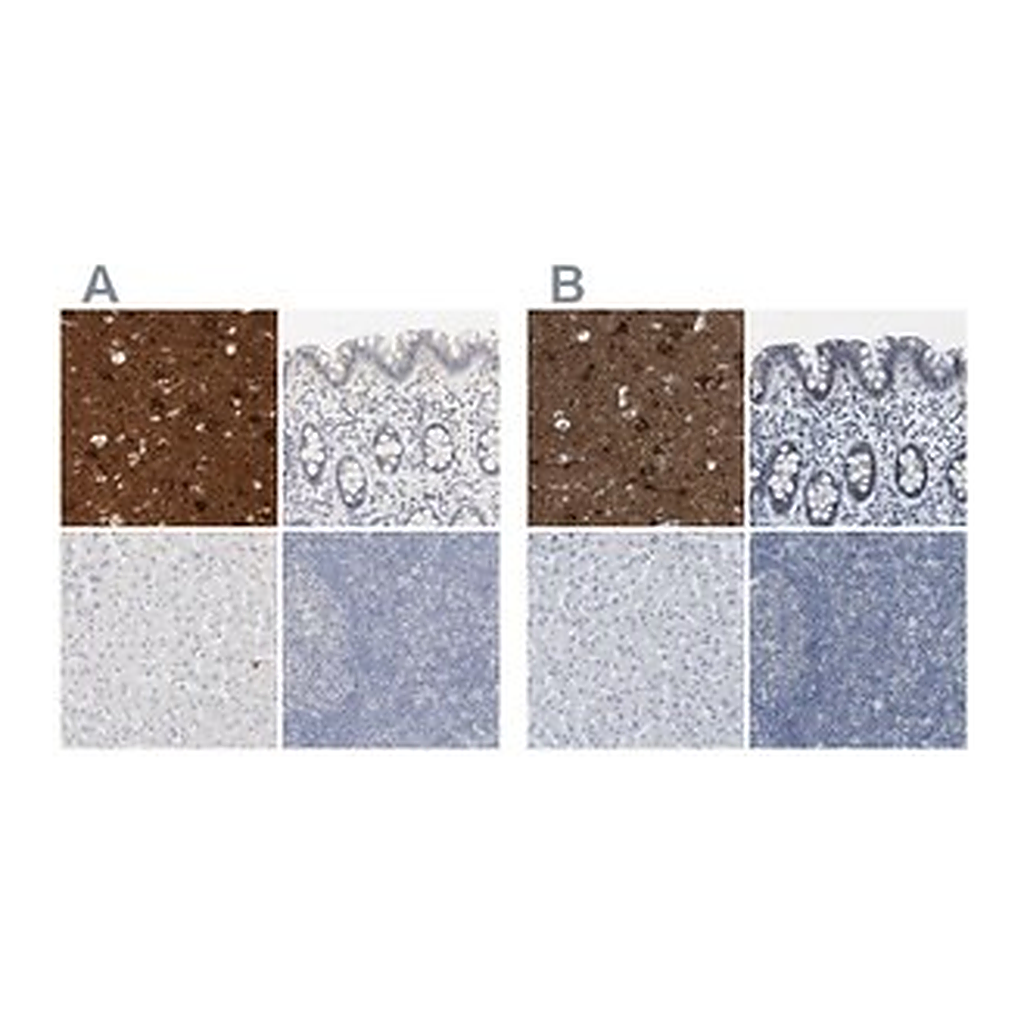Merck Anti-RTN3 antibody produced in rabbit