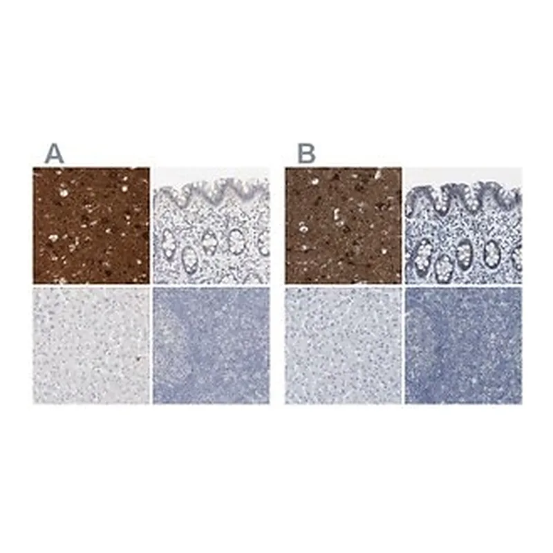 Merck Anti-RTN3 antibody produced in rabbit