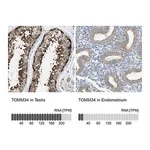 Merck Anti-TOMM34 antibody produced in rabbit