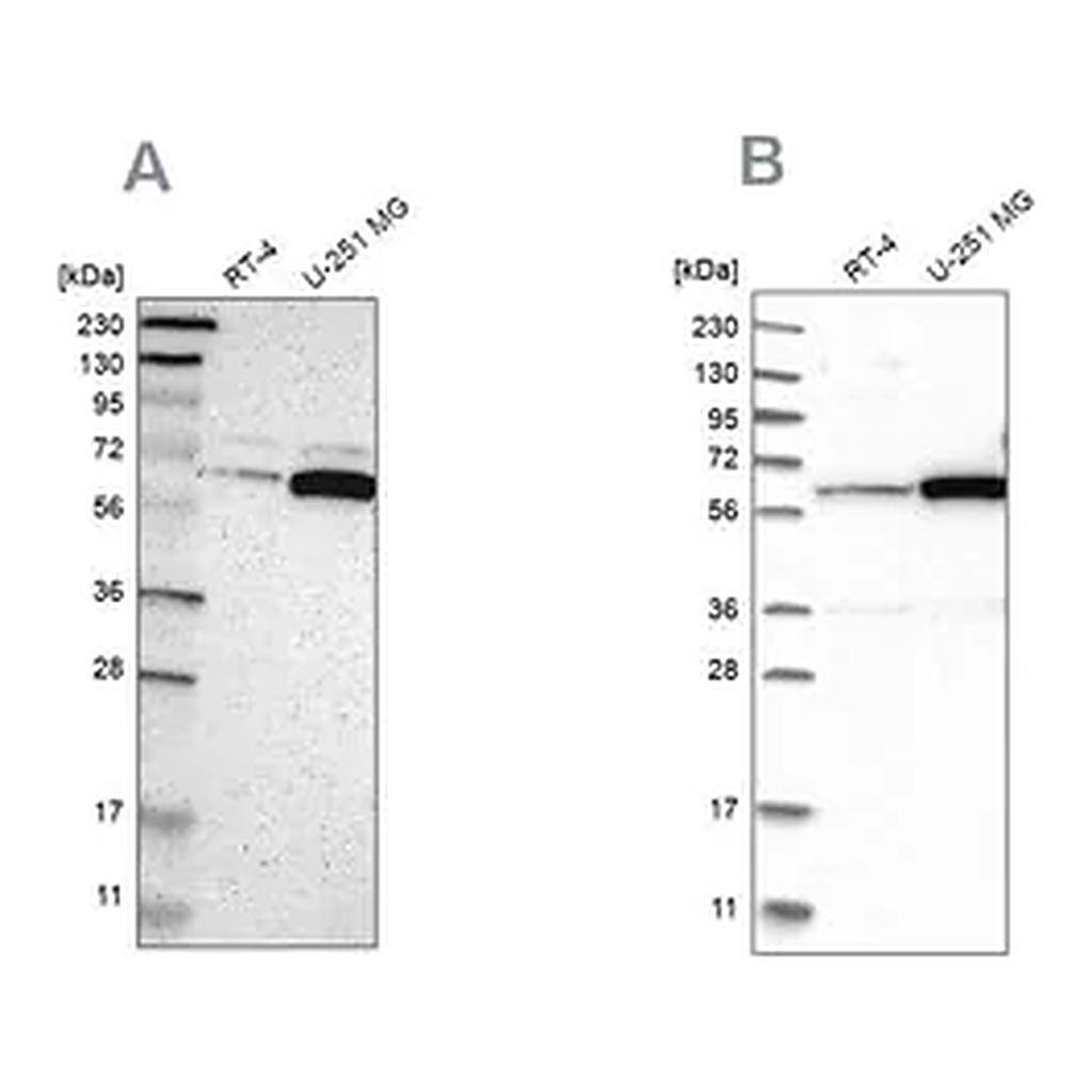 Merck Anti-P4HA1 antibody produced in rabbit