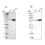 Merck Anti-P4HA1 antibody produced in rabbit