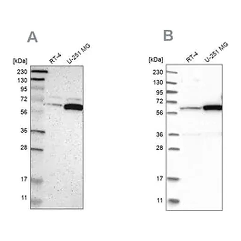 Merck Anti-P4HA1 antibody produced in rabbit