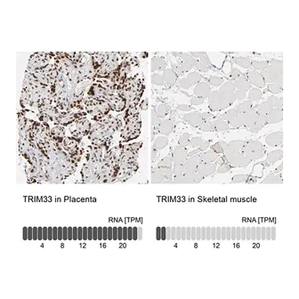 Merck Anti-TRIM33 antibody produced in rabbit