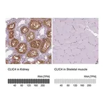 Merck Anti-CLIC4 antibody produced in rabbit