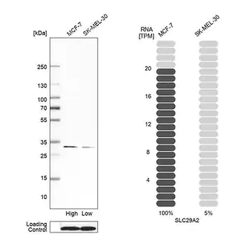Merck Anti-SLC29A2 antibody produced in rabbit