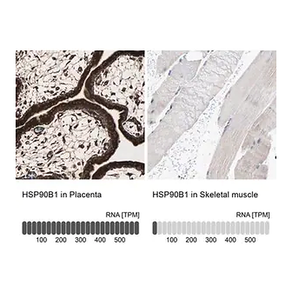 Merck Anti-HSP90B1 antibody produced in rabbit