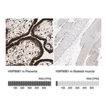 Merck Anti-HSP90B1 antibody produced in rabbit