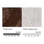 Merck Anti-PTPN6 antibody produced in rabbit