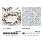Merck Anti-CCT5 antibody produced in rabbit