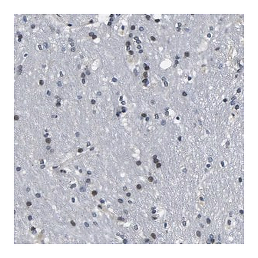 Merck Anti-SNX10 antibody produced in rabbit
