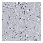 Merck Anti-SNX10 antibody produced in rabbit