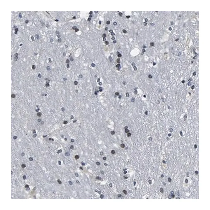 Merck Anti-SNX10 antibody produced in rabbit
