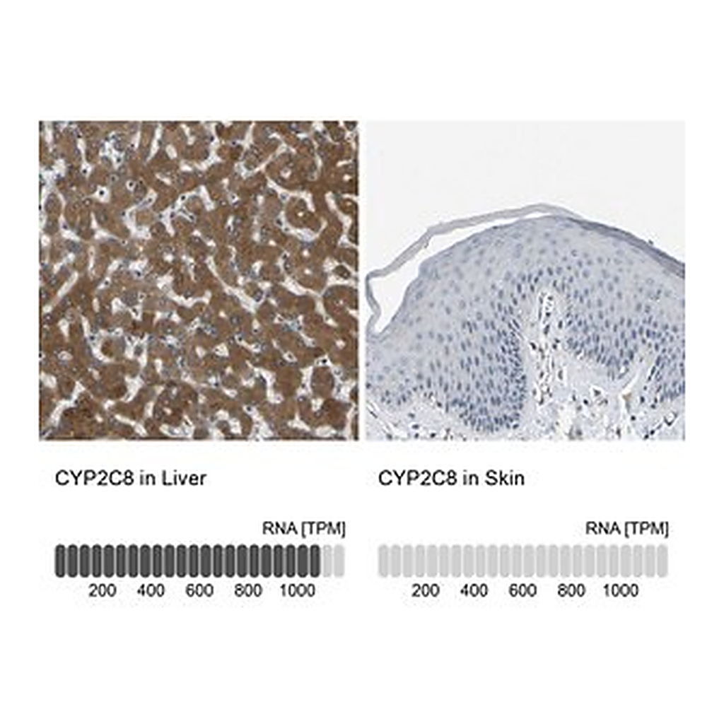 Merck Anti-CYP2C8 antibody produced in rabbit