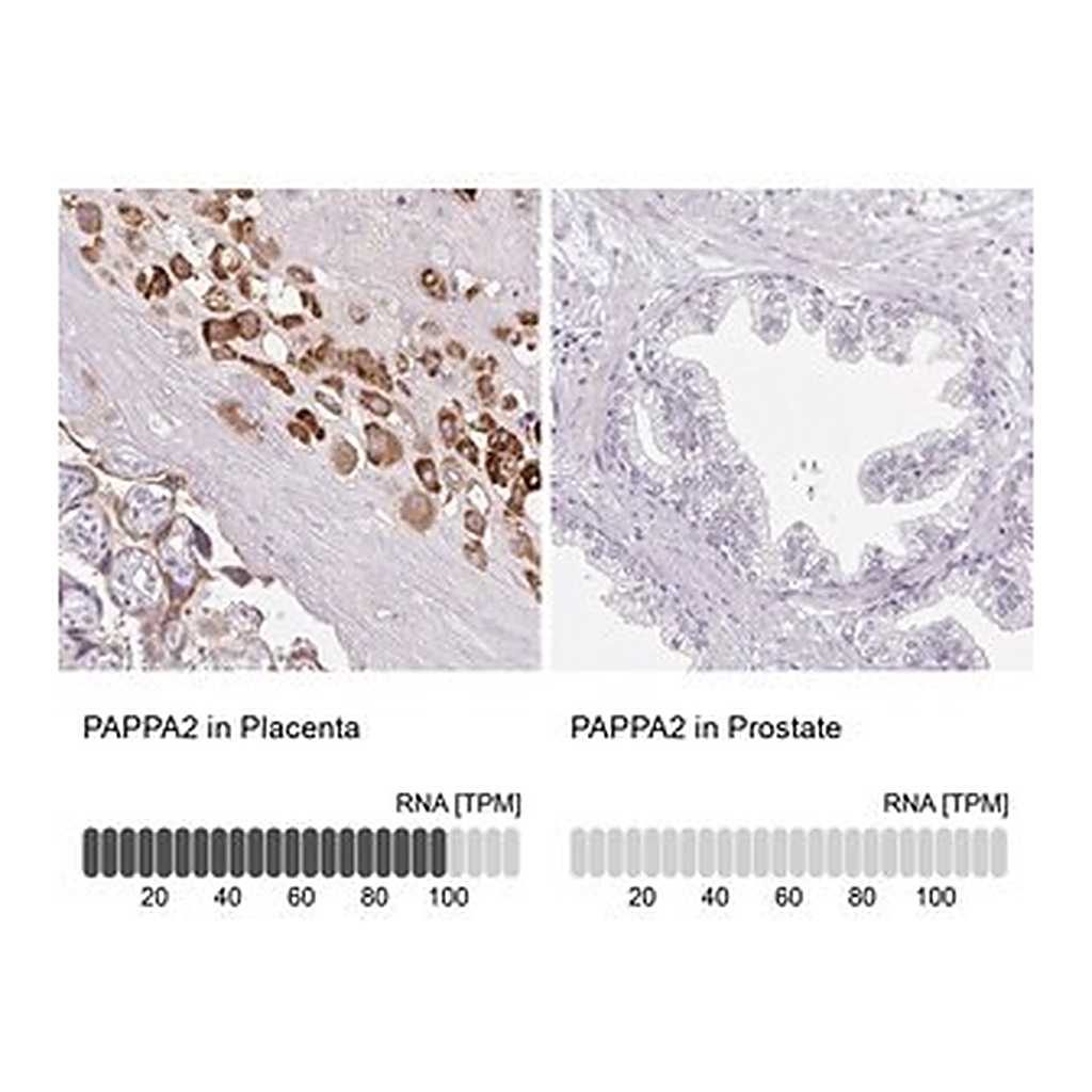 Merck Anti-PAPPA2 antibody produced in rabbit