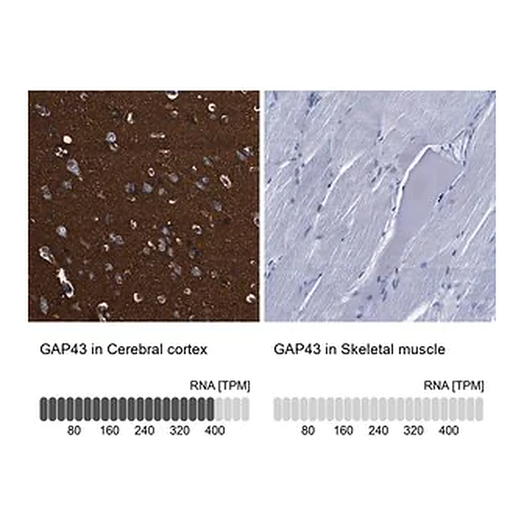 Merck Anti-GAP43 antibody produced in rabbit