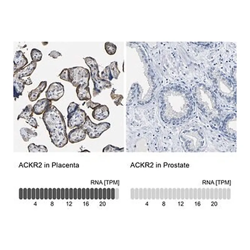 Merck Anti-ACKR2 antibody produced in rabbit