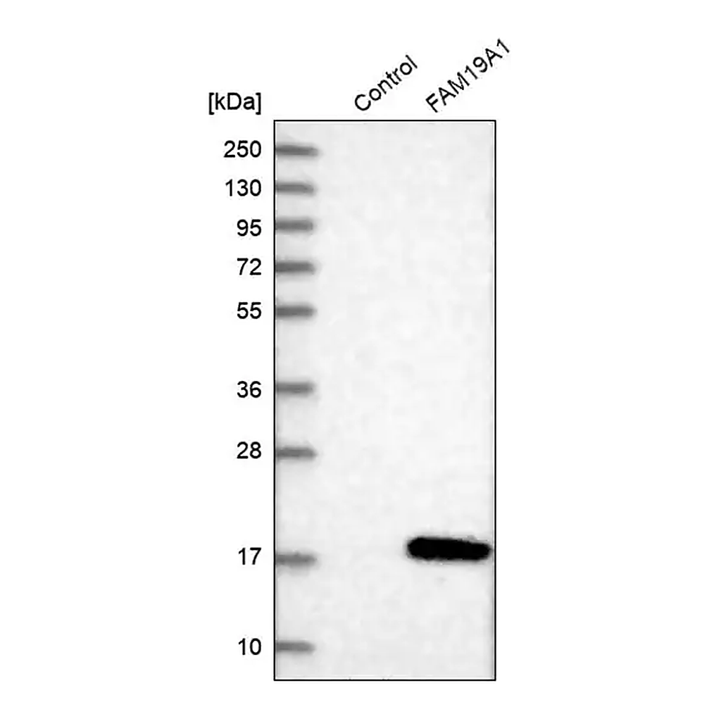 Merck Anti-FAM19A1 antibody produced in rabbit