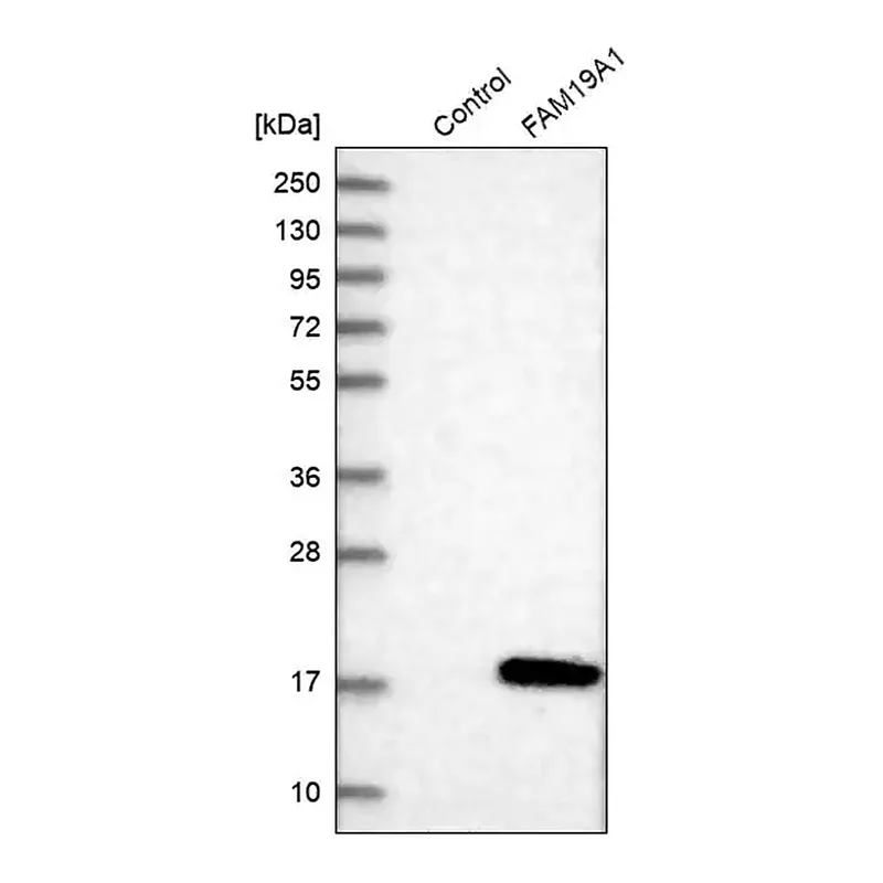 Merck Anti-FAM19A1 antibody produced in rabbit