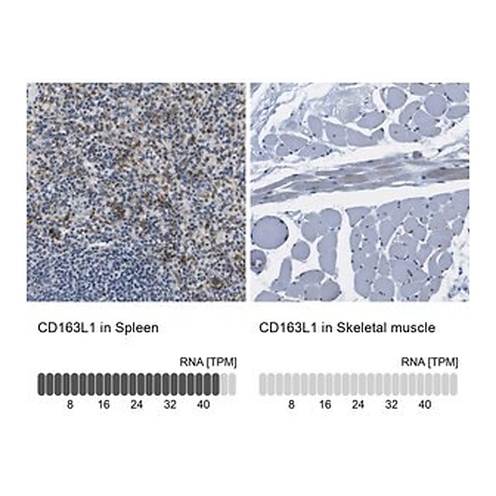 Merck Anti-CD163L1 antibody produced in rabbit