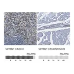 Merck Anti-CD163L1 antibody produced in rabbit