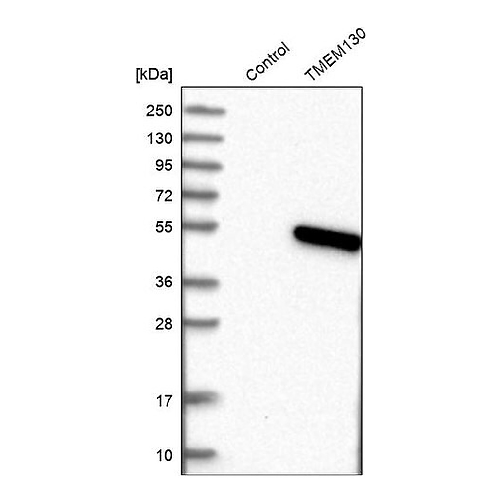 Merck Anti-TMEM130 antibody produced in rabbit