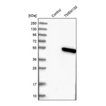 Merck Anti-TMEM130 antibody produced in rabbit