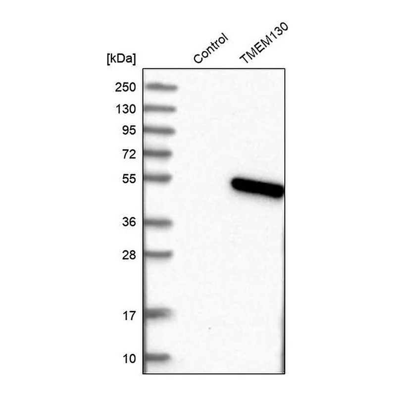 Merck Anti-TMEM130 antibody produced in rabbit