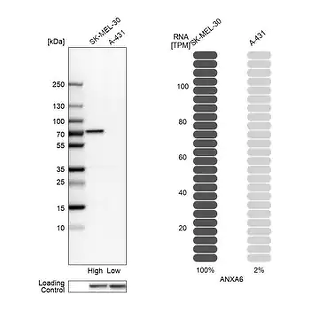 Merck Anti-ANXA6 antibody produced in rabbit