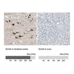 Merck Anti-DLG4 antibody produced in rabbit