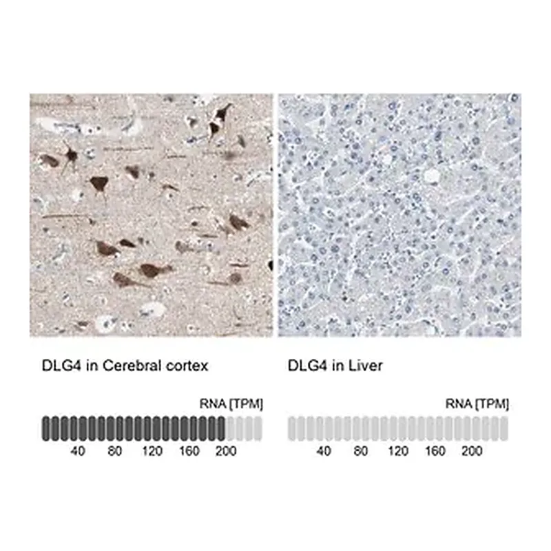 Merck Anti-DLG4 antibody produced in rabbit