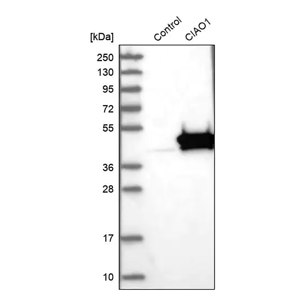 Merck Anti-CIAO1 antibody produced in rabbit
