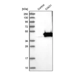 Merck Anti-CIAO1 antibody produced in rabbit