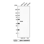 Merck Anti-UBE2Z antibody produced in rabbit