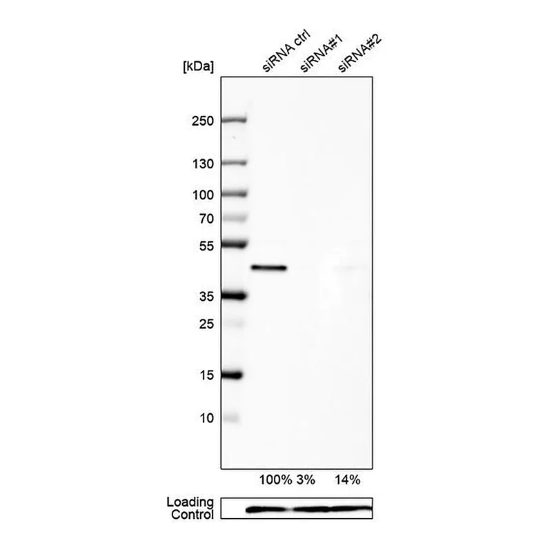 Merck Anti-UBE2Z antibody produced in rabbit