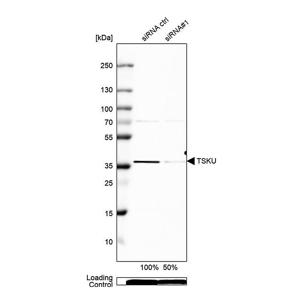 Merck Anti-TSKU antibody produced in rabbit