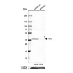 Merck Anti-TSKU antibody produced in rabbit